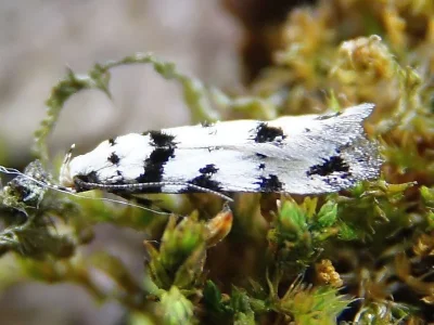 Pseudotelphusa scalella