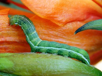 Orthosia (Semiophora) gothica