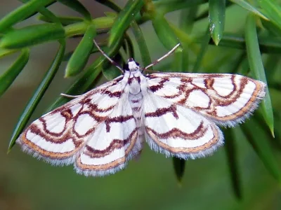 Nymphula nitidulata
