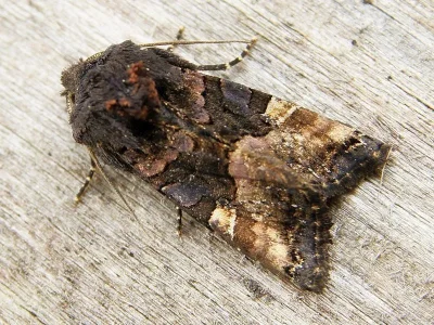 Euplexia lucipara
