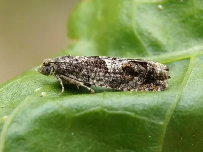 Epinotia immundana