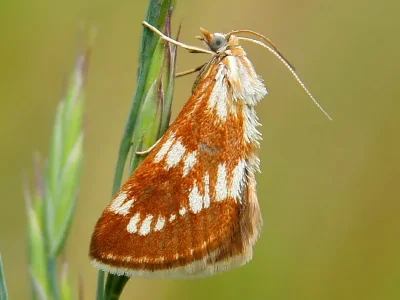 Cynaeda pustulalis