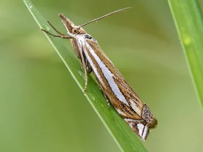 Crambus pratella