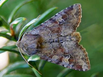 Apamea (Apamea) sordens