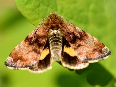 Panemeria tenebrata
