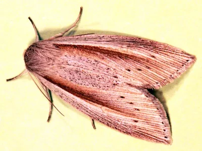 Senta flammea
