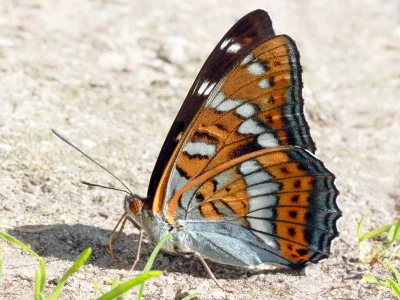 Limenitis populi