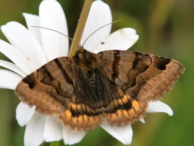 Euclidia (Euclidia) glyphica