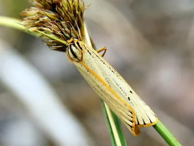Spiris striata
