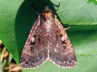 Eugraphe sigma