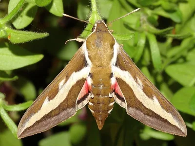 Hyles gallii