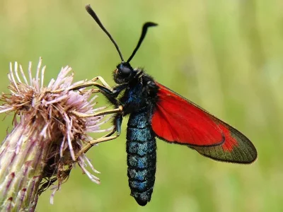 Zygaena (Agrumenia) loti