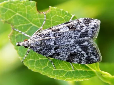 Scoparia ambigualis