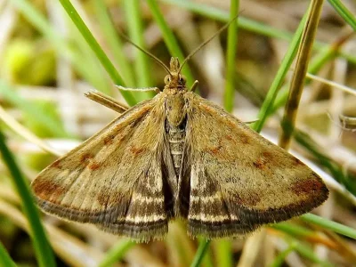 Pyrausta despicata