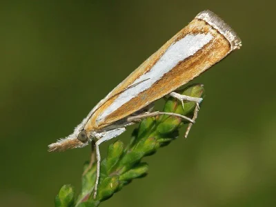 Catoptria margaritella