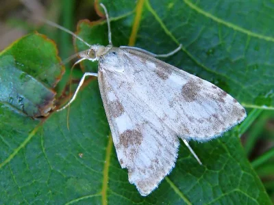 Udea olivalis
