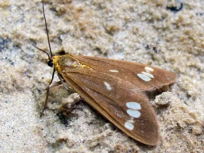 Dysauxes (Dysauxes) ancilla
