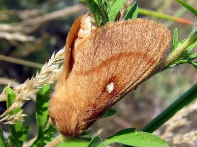 Lasiocampa (Pachygastria) trifolii