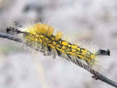 Orgyia (Clethrogyna) antiquoides