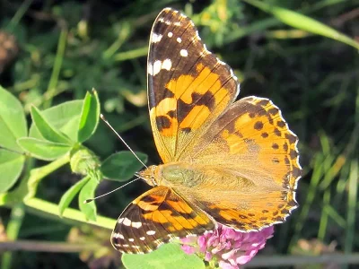Vanessa cardui