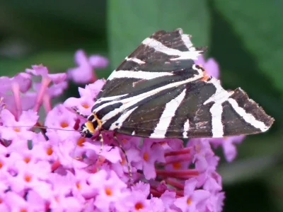 Euplagia quadripunctaria