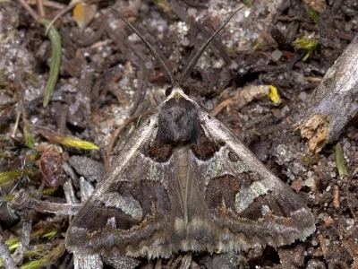 Cerocala scapulosa
