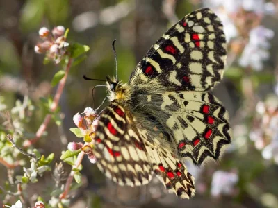 Zerynthia (Zerynthia) rumina