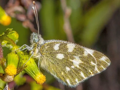 Pontia daplidice