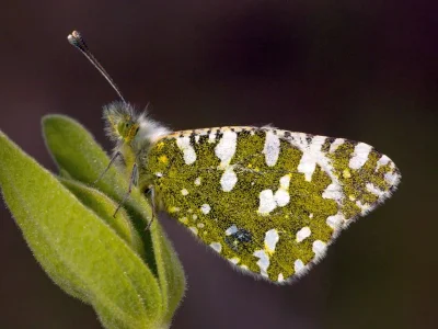 Euchloe (Euchloe) crameri