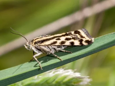 Acontia (Emmelia) trabealis