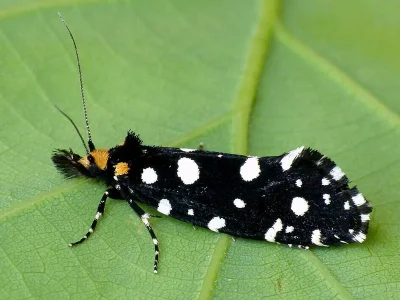 Euplocamus anthracinalis