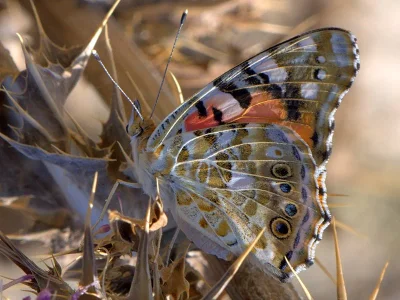 Vanessa cardui
