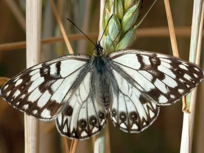 Melanargia (Argeformia) occitanica