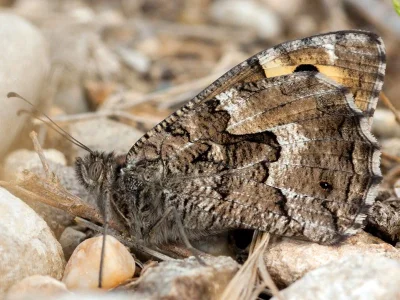 Hipparchia (Parahipparchia) semele
