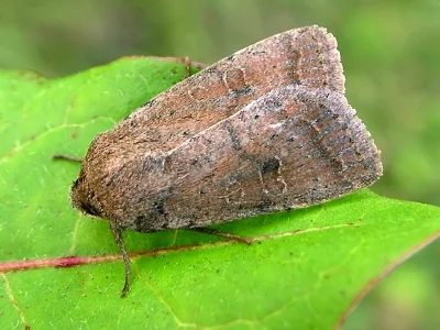 Hoplodrina blanda