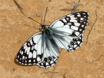 Melanargia (Melanargia) russiae