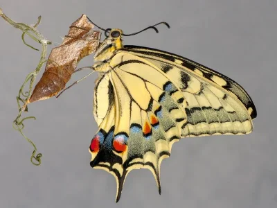 Papilio (Papilio) machaon