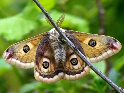 Saturnia (Eudia) pavonia