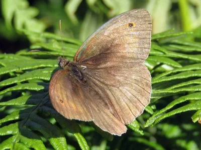 Maniola jurtina
