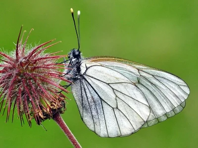 Aporia crataegi
