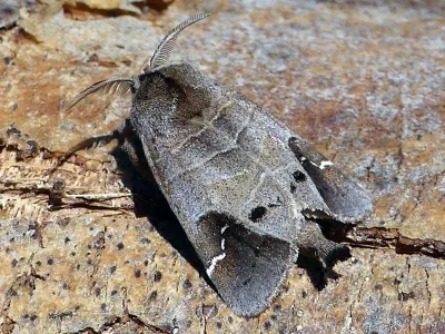 Clostera anachoreta