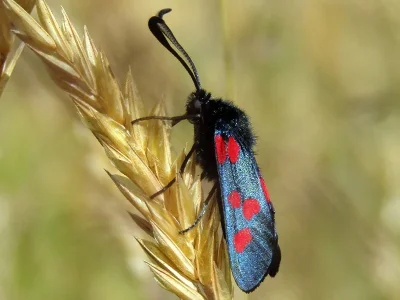 Zygaena (Zygaena) trifolii