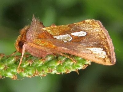 Plusia festucae