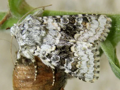 Hecatera bicolorata