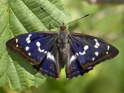 Apatura iris