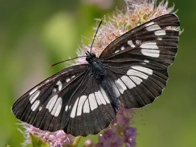 Neptis rivularis
