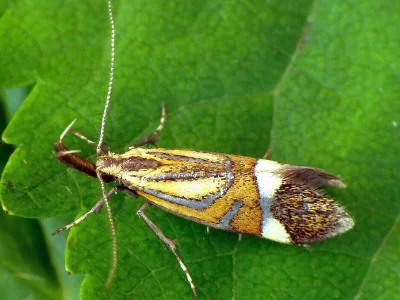 Alabonia staintoniella