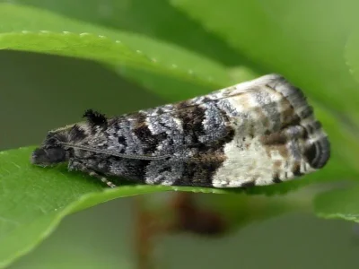 Hedya pruniana
