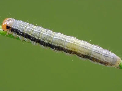 Apamea (A.) scolopacina