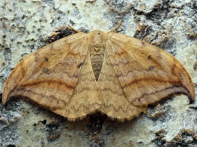 Drepana curvatula